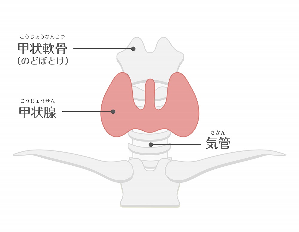 甲状腺の働き